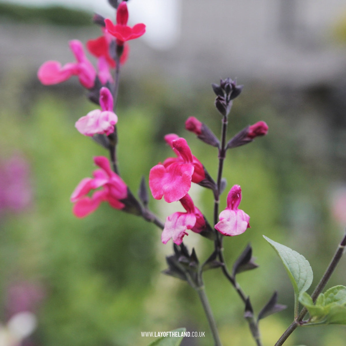 Salvia greggii Royal Bumble