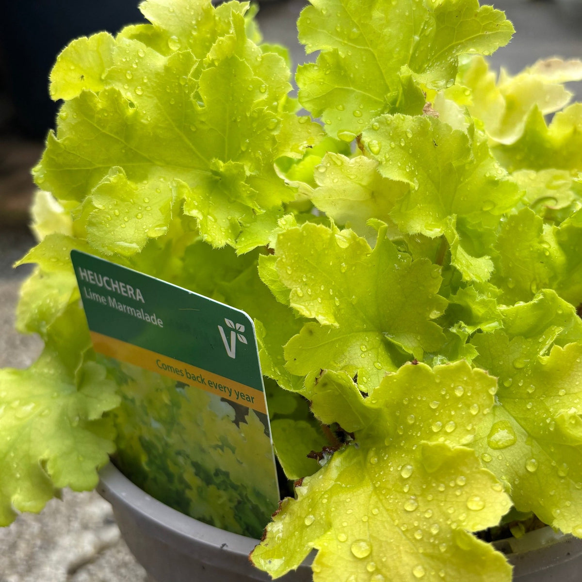 Heuchera 'Lime Marmalade'