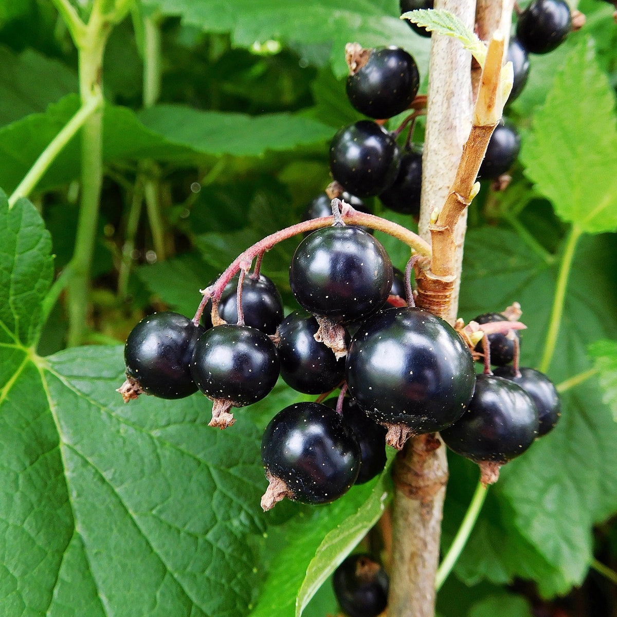 Blackcurrant 'Ben Tirran'