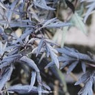 Sambucus nigra 'Black Lace'