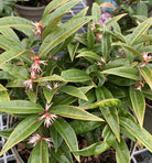 Sarcococca hookeriana 'Winter Gem'