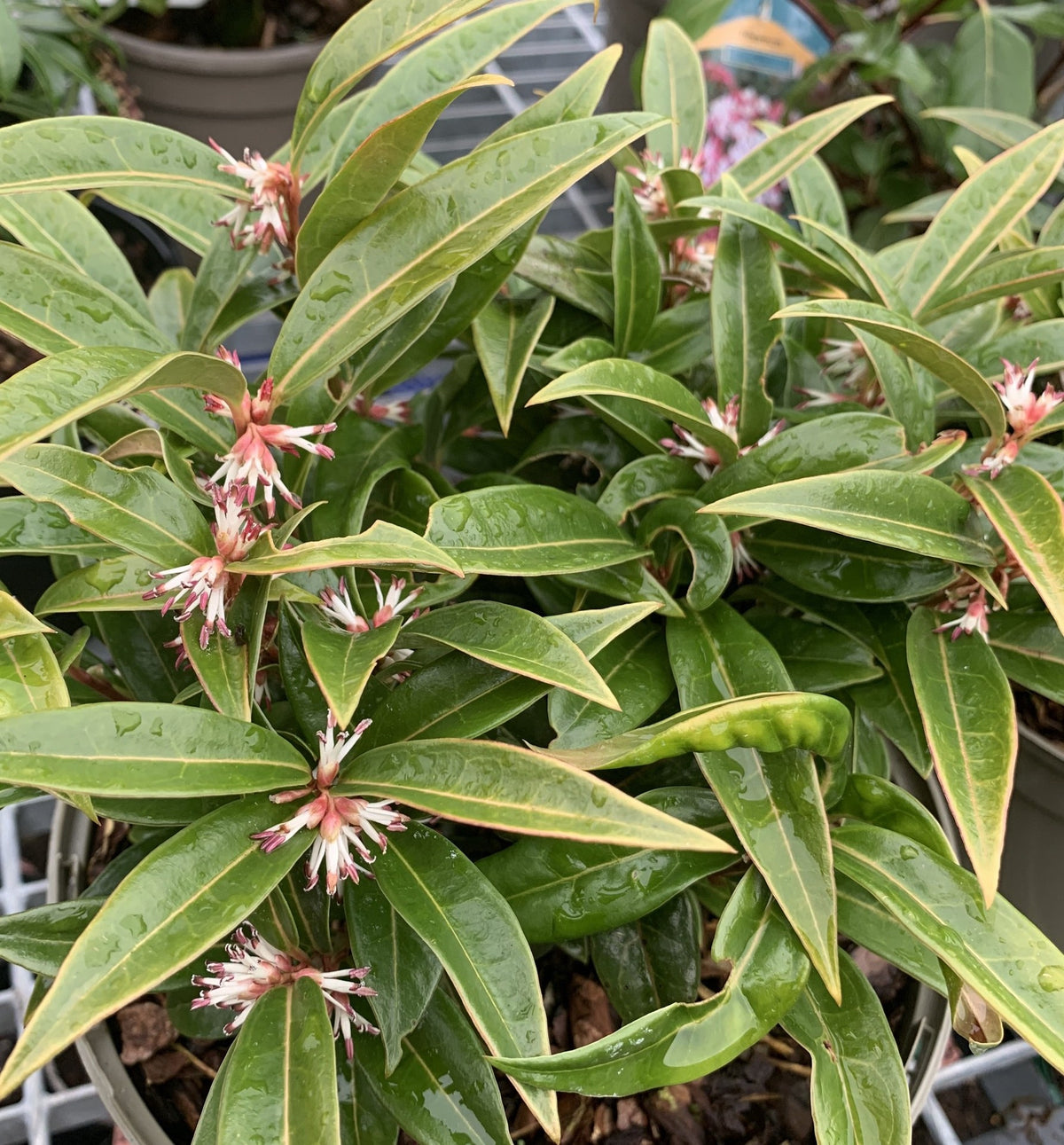 Sarcococca hookeriana 'Winter Gem'
