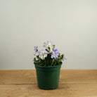 Victorian Viola Andy Pandy