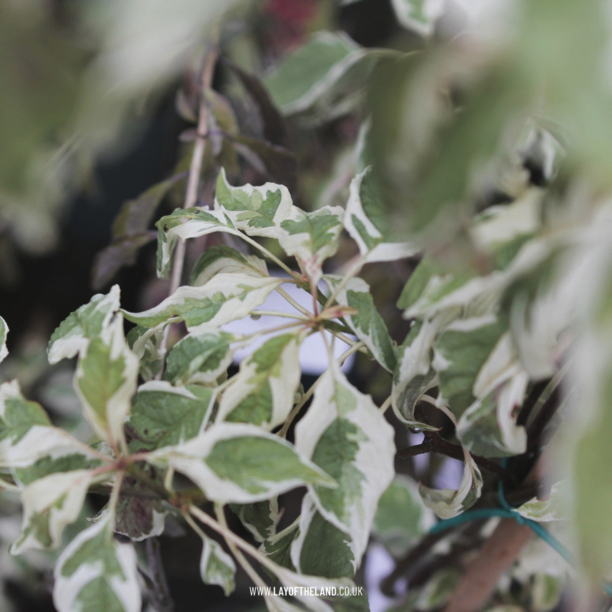 Cornus controversa Variegata