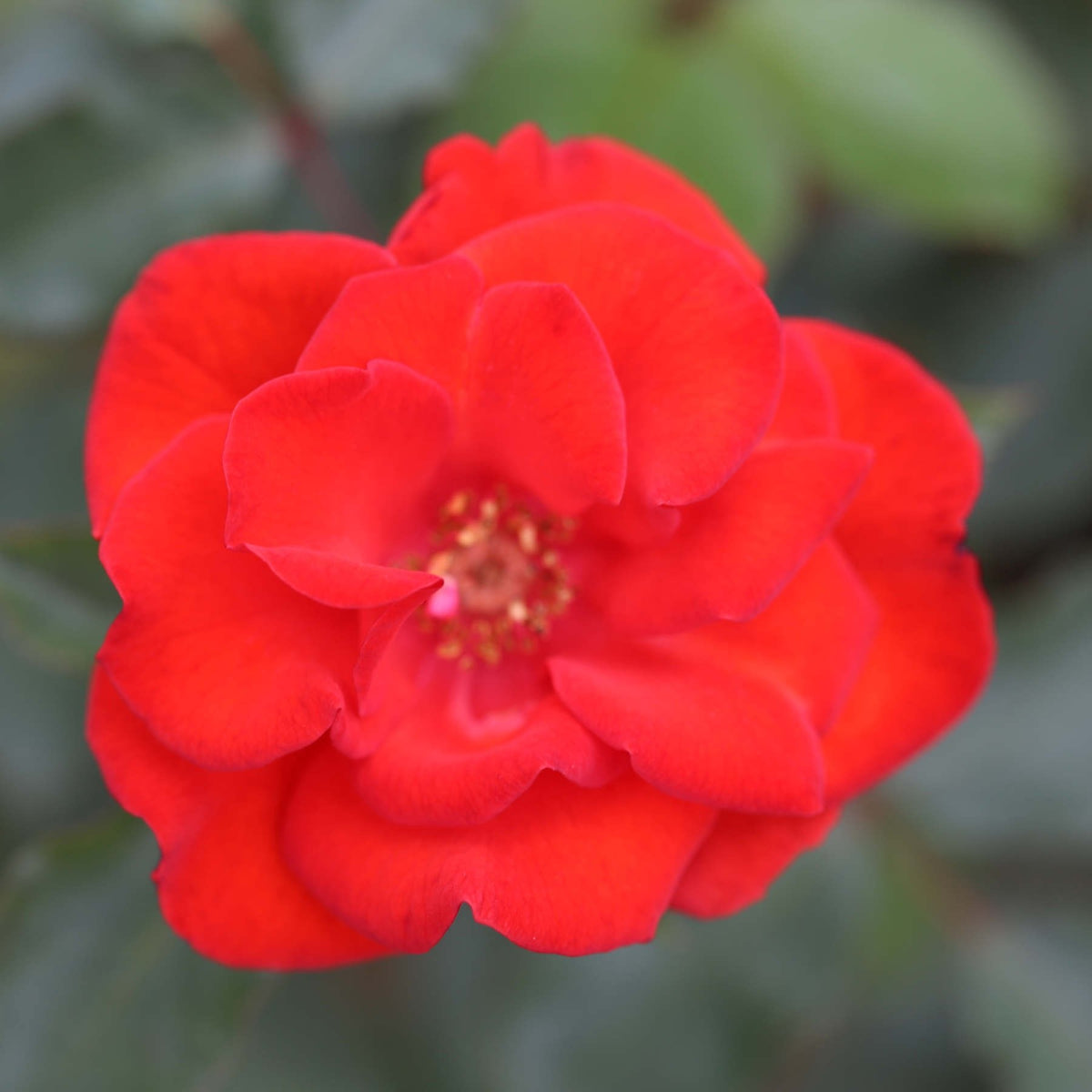 Sparkling Scarlet