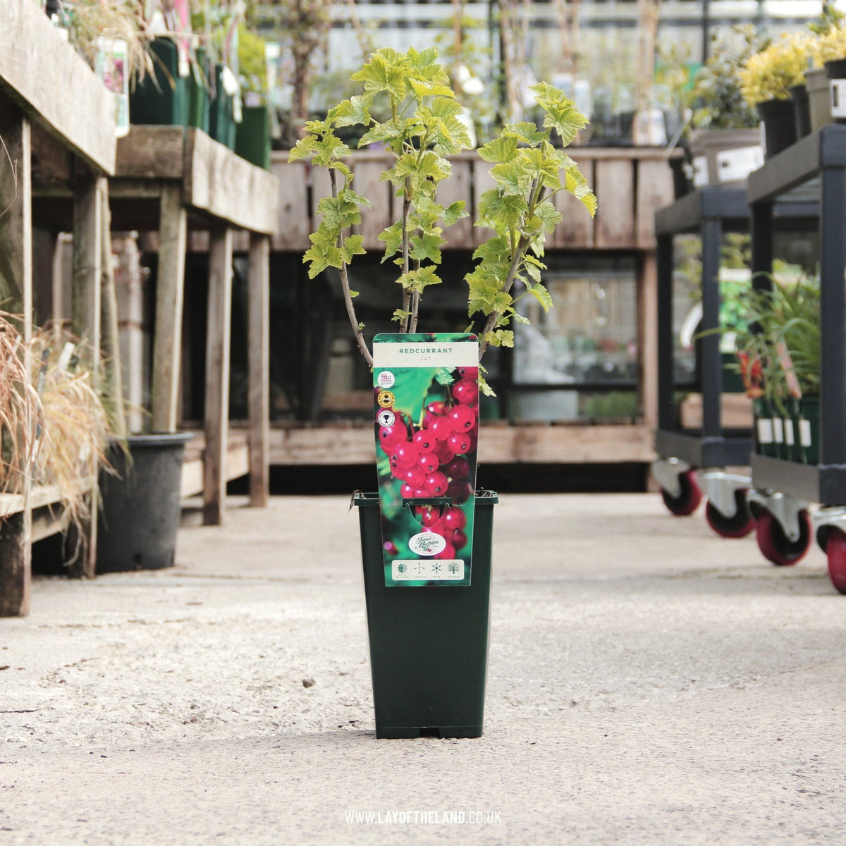 Redcurrant 'Jonkheer Van Tets'