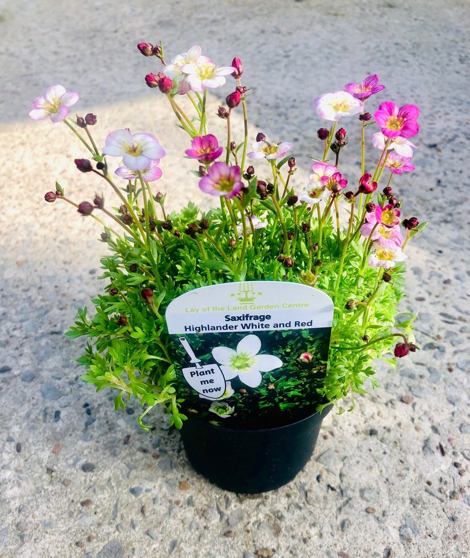 Saxifraga x arendsii Highlander White and Red - saxifrage