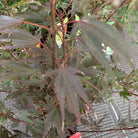 Acer 'Shaina'