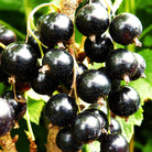 Blackcurrant 'Ben Lomond'