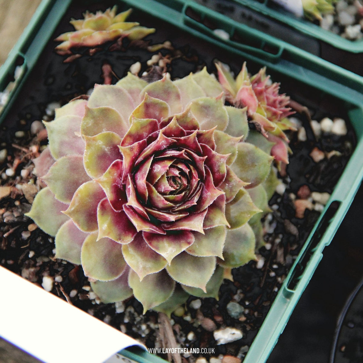 Sempervivum Shepherd's Warning