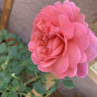 David Austin Rose - 'Boscobel'