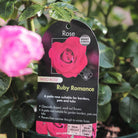 Patio Rose 'Ruby Romance'