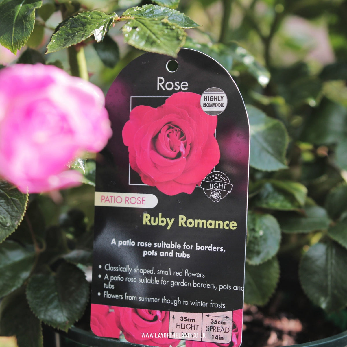 Patio Rose 'Ruby Romance'