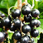 Blackcurrant 'Ben Lomond'