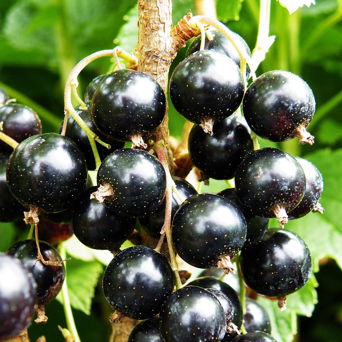 Blackcurrant 'Ben Lomond'