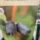Honeyberry Boreal Beast