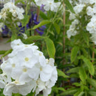 Phlox paniculata 'David'