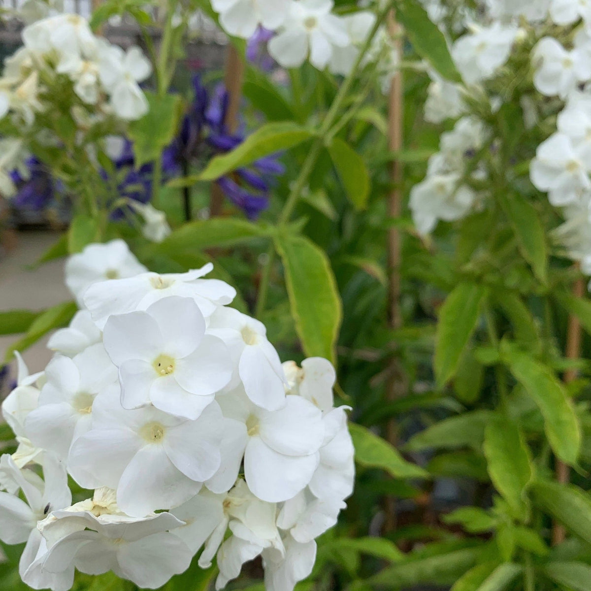 Phlox paniculata 'David'