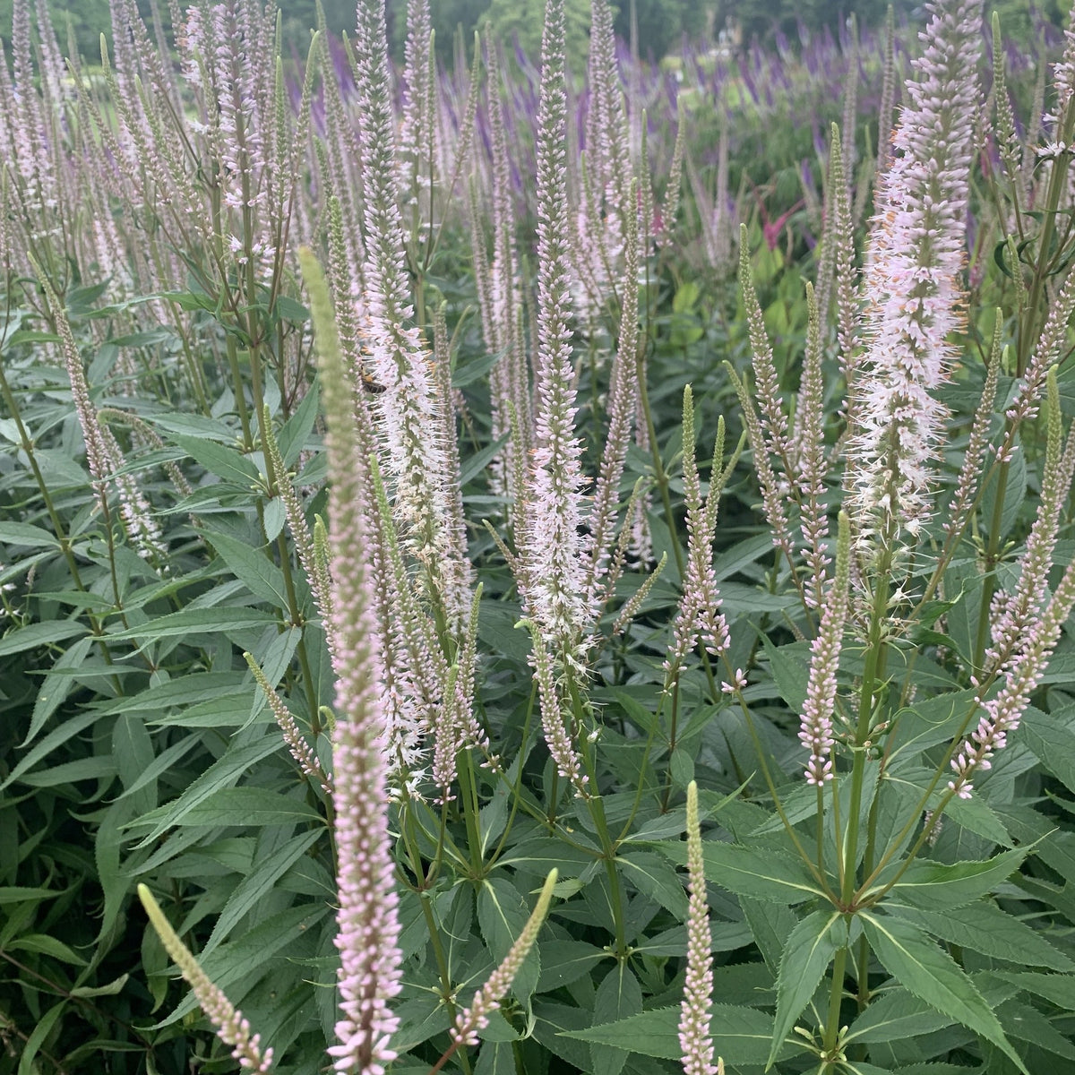 Veronicastrum virginiacum 'Pink Glow'