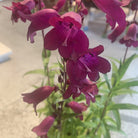Penstemon Raven