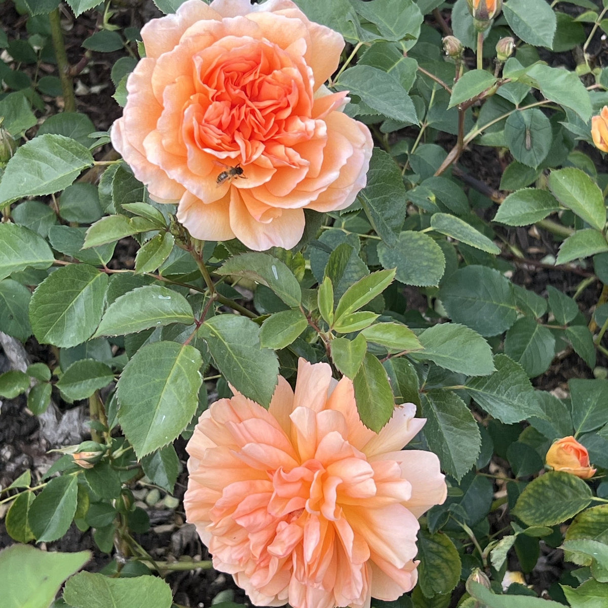 David Austin Rose - Dame Judi Dench