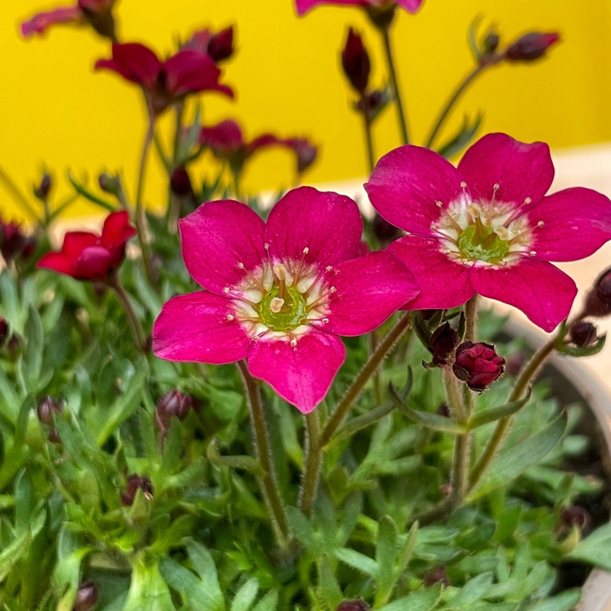 Saxifraga alpino Red