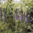 Veronica spicata Inspire Blue