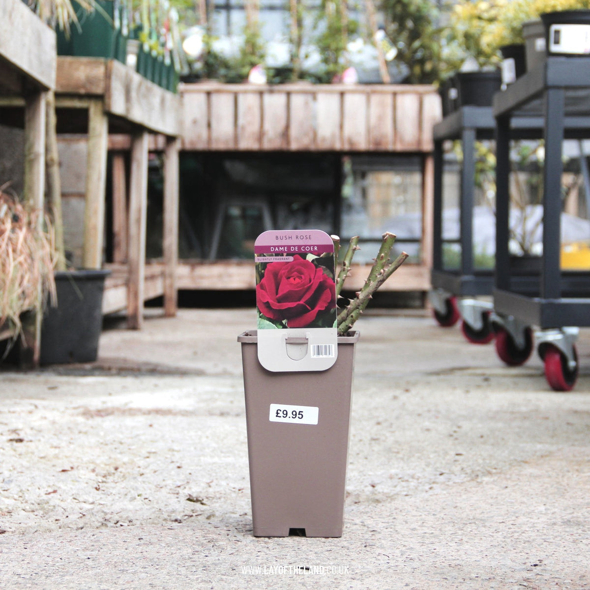 Dame De Coer Bush Rose