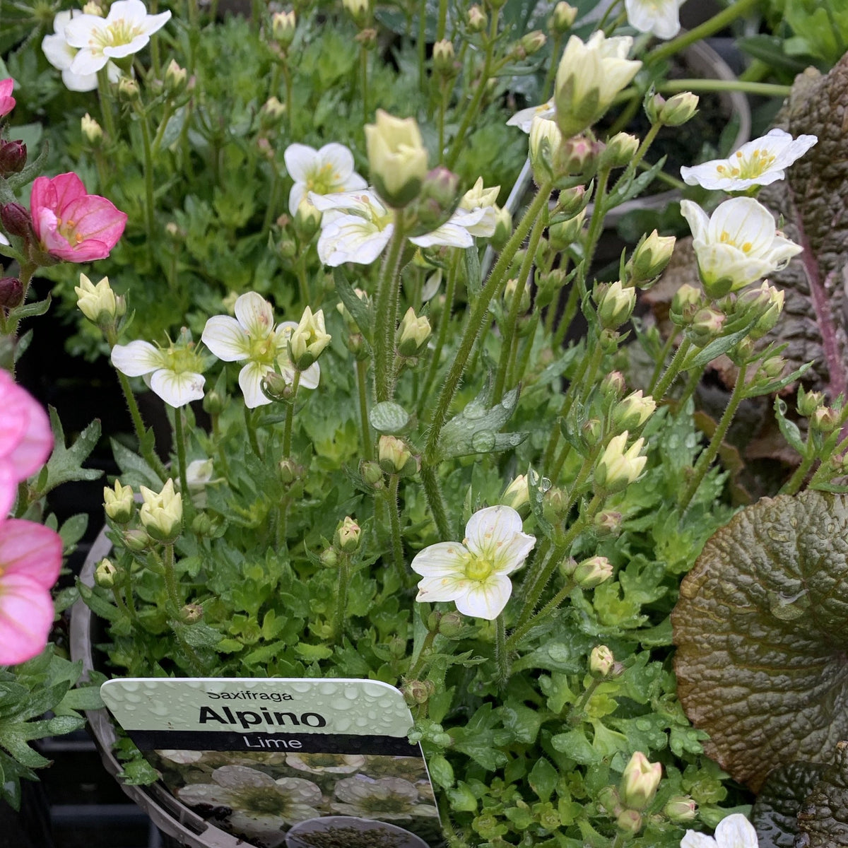 Saxifraga alpino 'Lime'