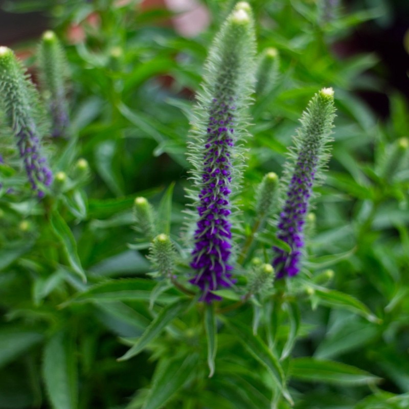 Veronica spicata 'Royal Candles'