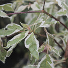 Cornus controversa Variegata