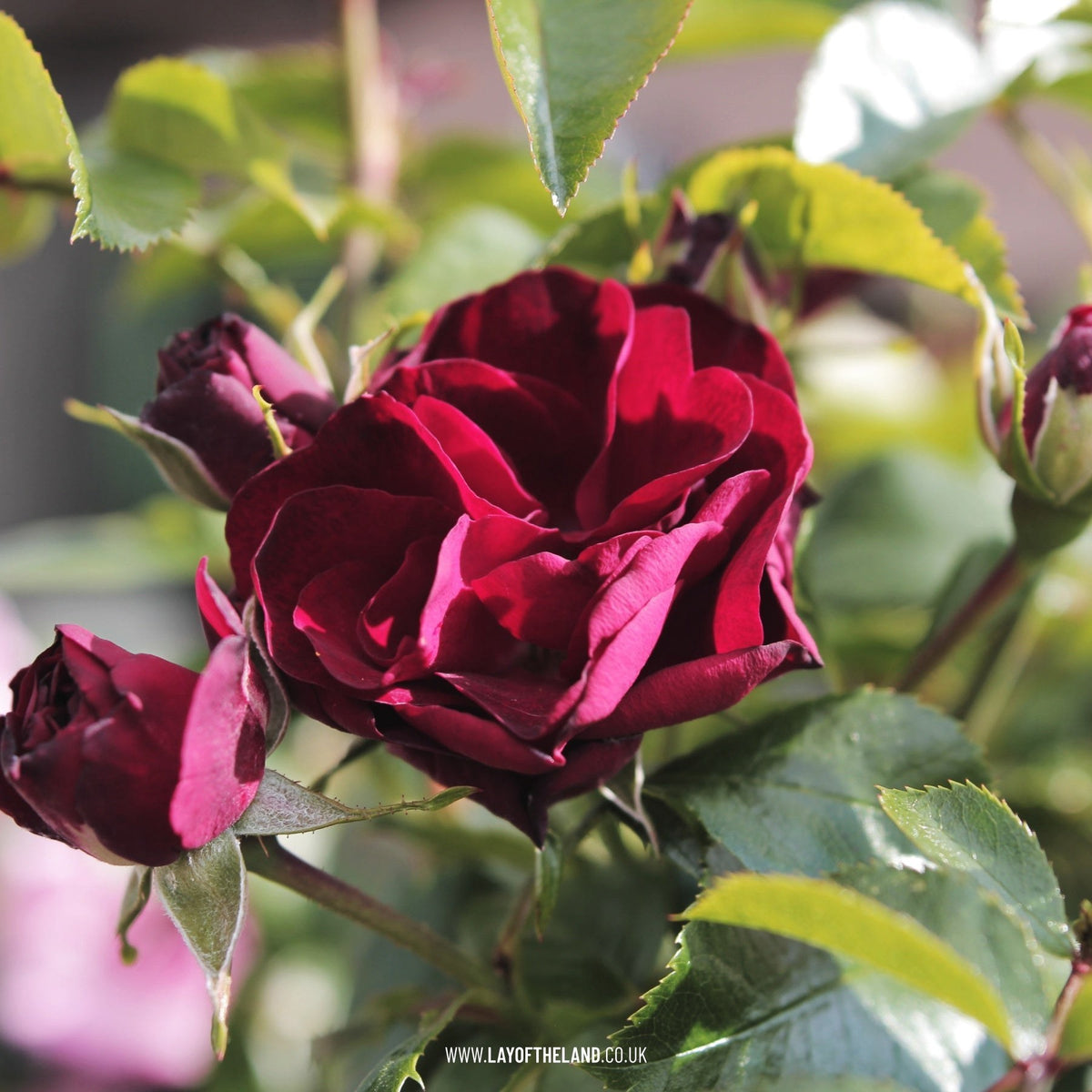 Patio Rose 'Ruby Romance'