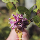 Deutzia x hybrida 'Magicien'