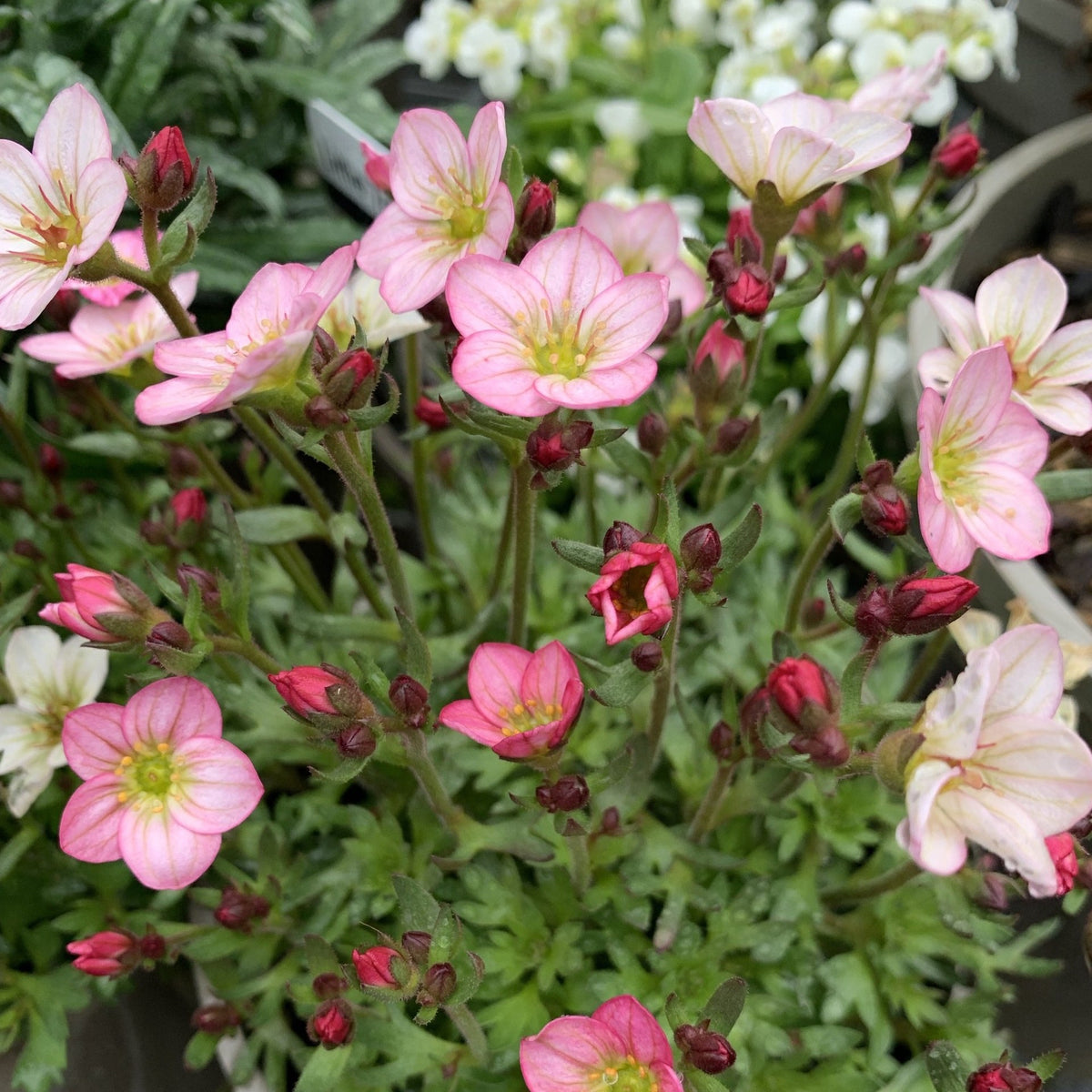 Saxifraga Alpino 'Magic Salmon'