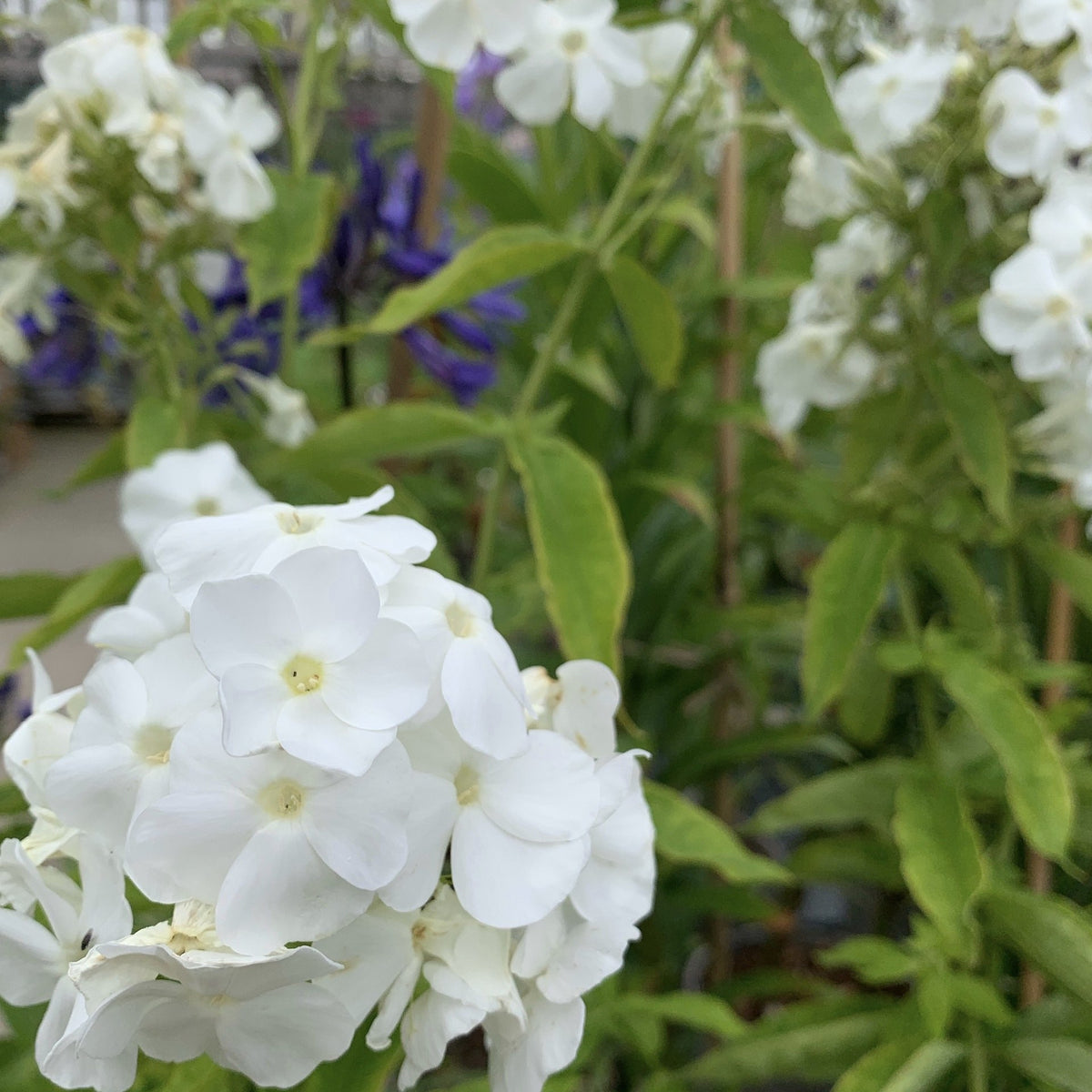 Phlox paniculata 'David'