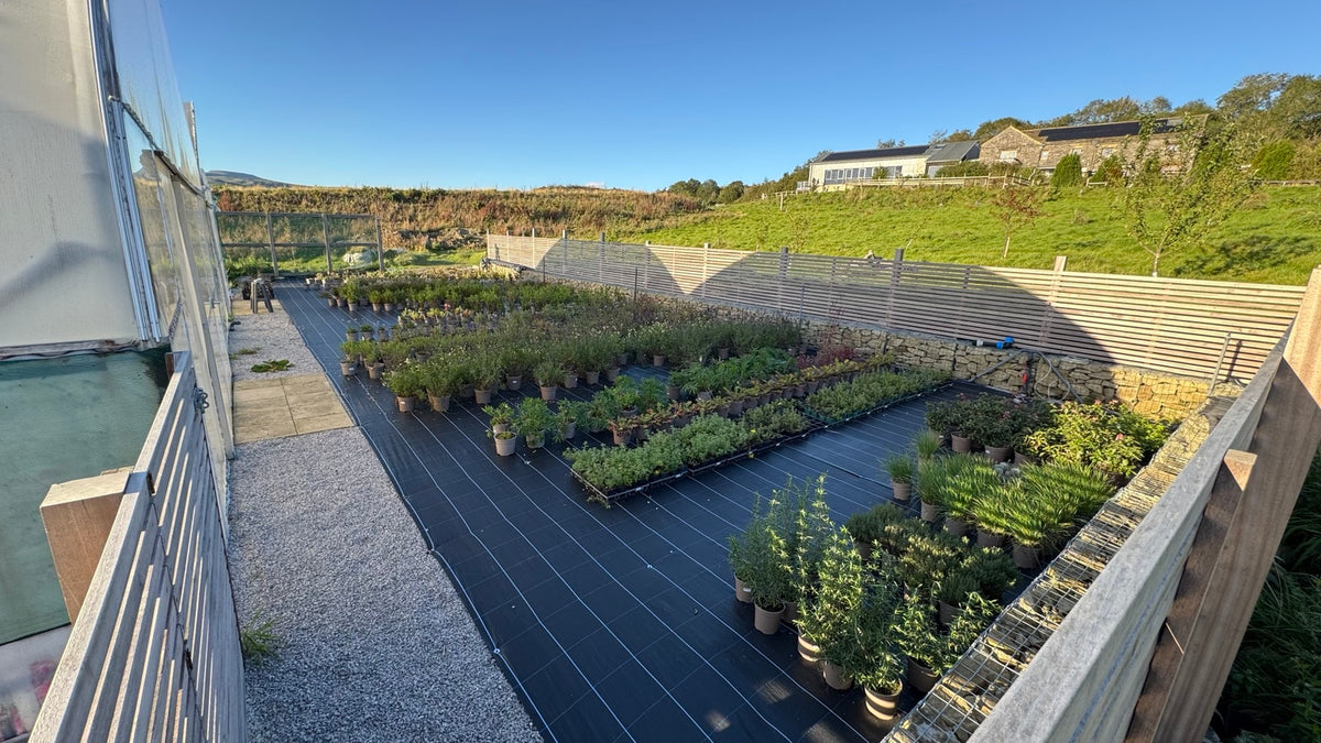 Rows of nursery plants beside the polytunnel in Settle