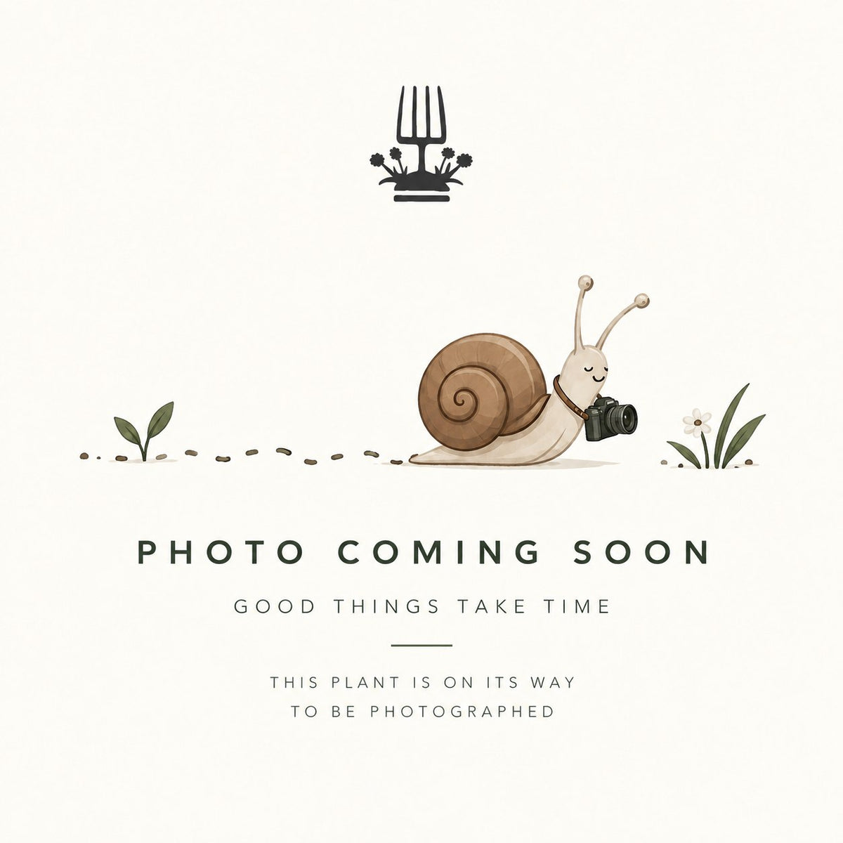 Lay of the Land — plant photo coming soon [lotl-placeholder-v1]
