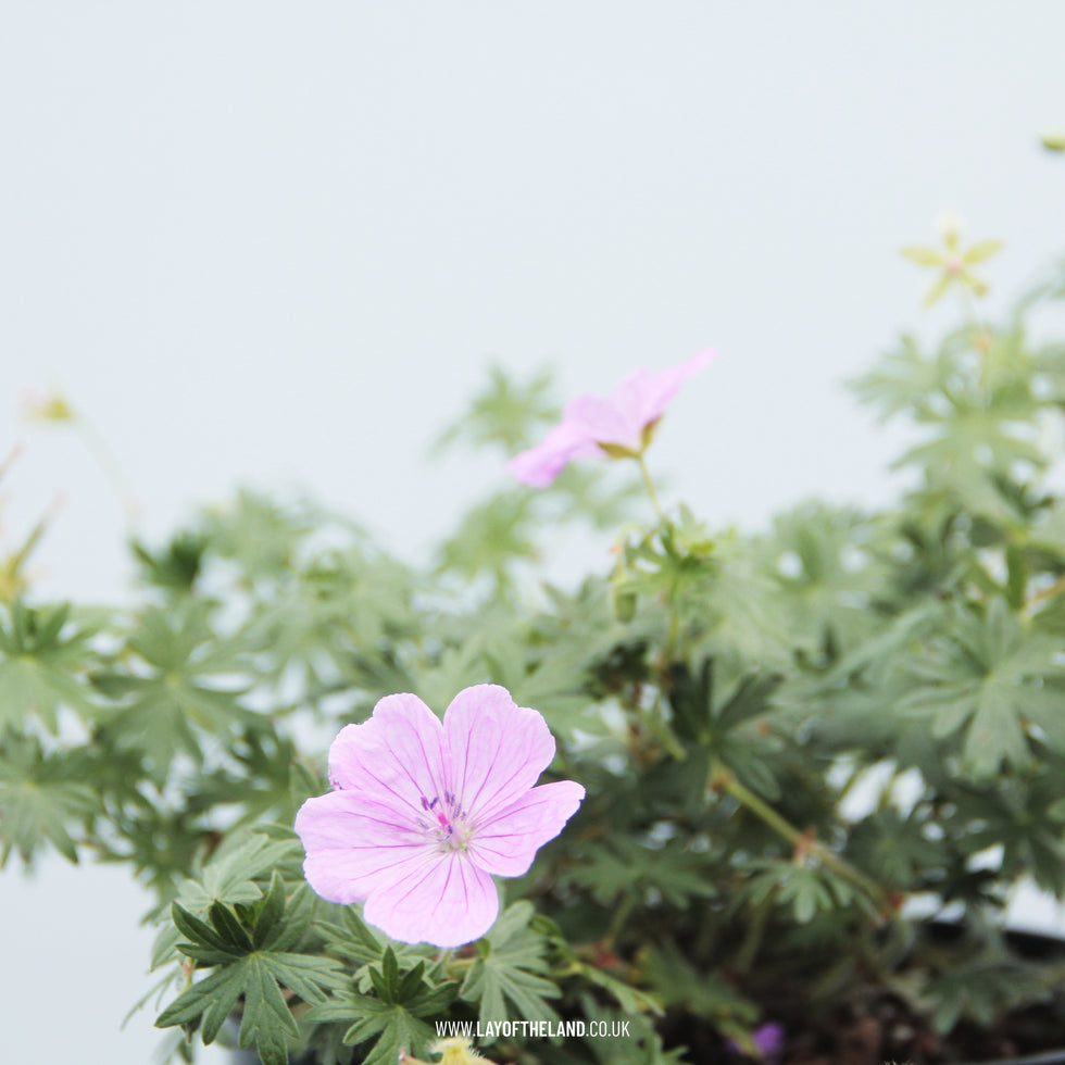 Geranium Glenluce – Lay of the Land ltd
