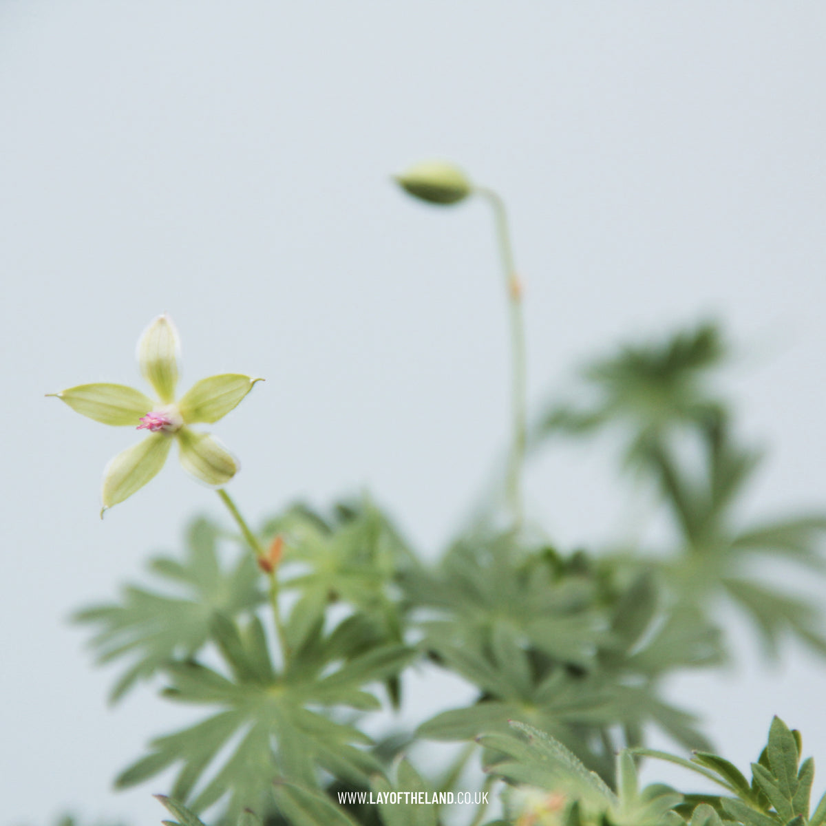 Geranium Glenluce – Lay of the Land ltd