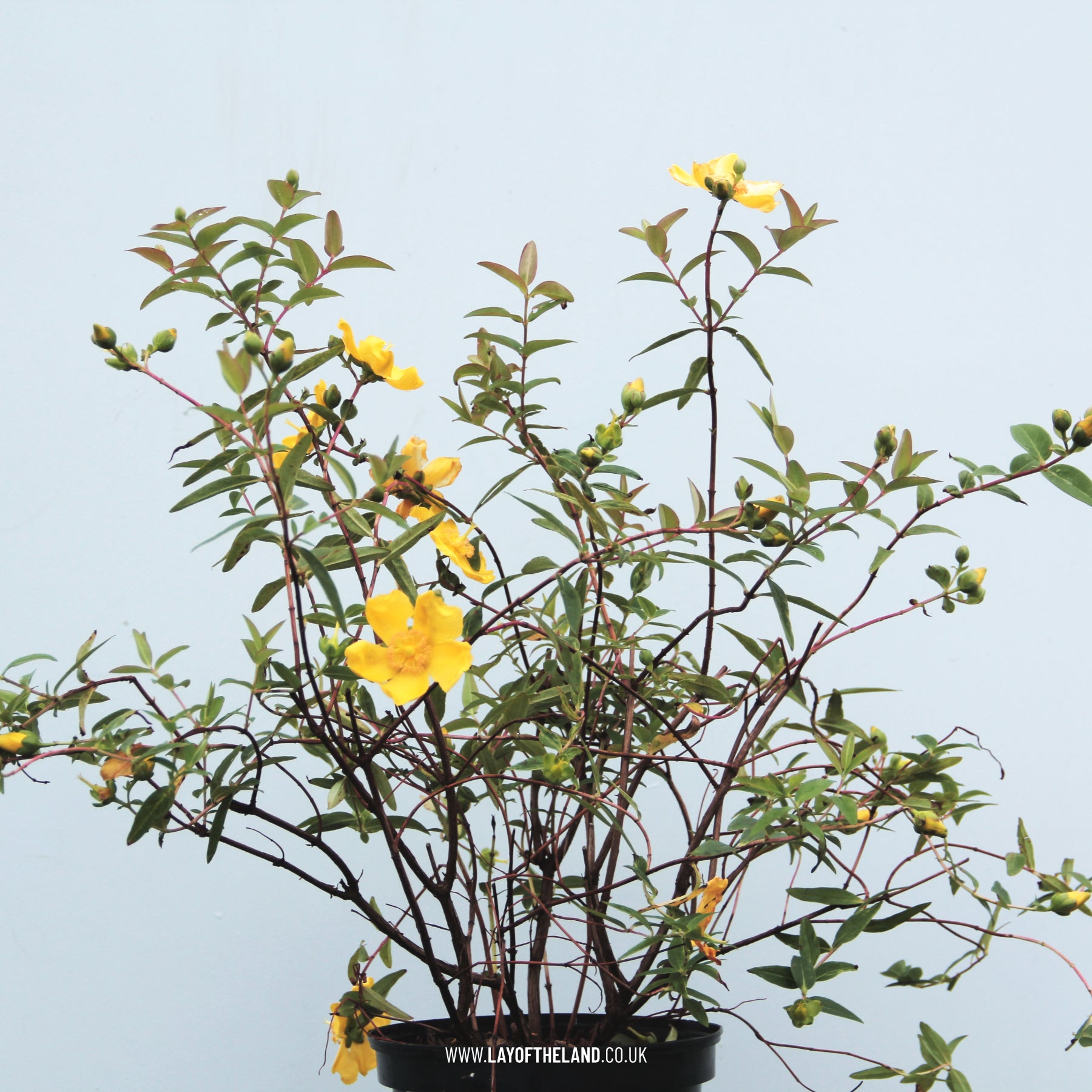 Hypericum Variagated Hypericum Hidcote – Lay of the Land Ltd