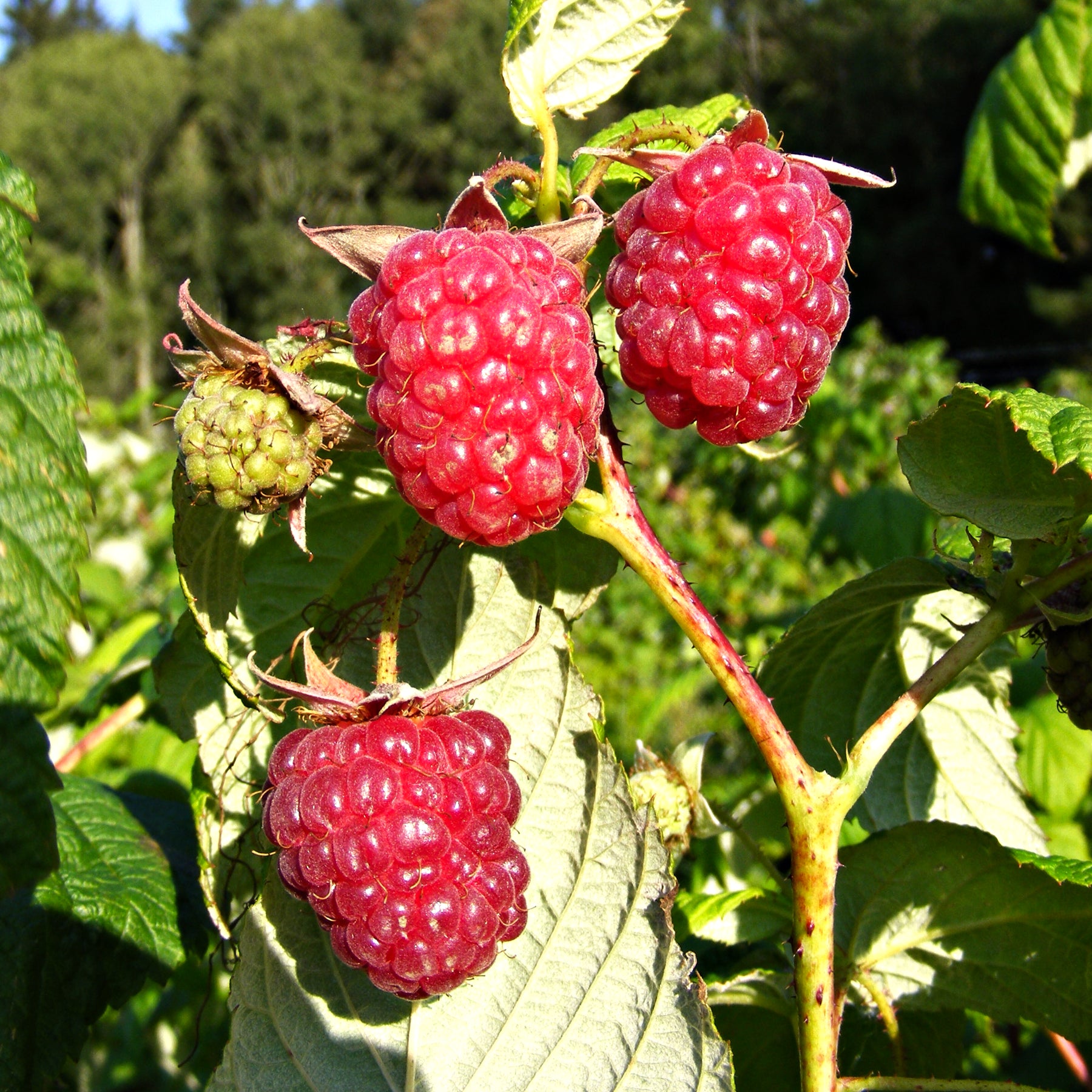Raspberry 'Autumn Bliss' – Lay of the Land Ltd