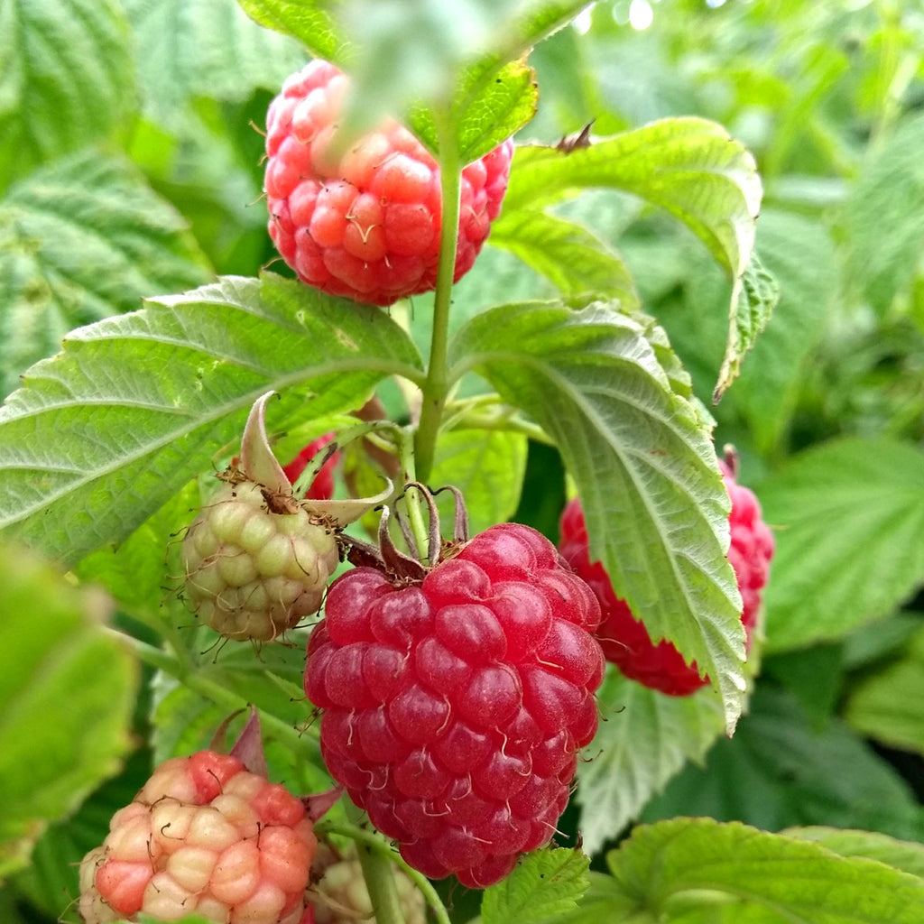 Elho Sweet Raspberry Raspberry 'Little Sweet Sister' – Lay of the Land Ltd