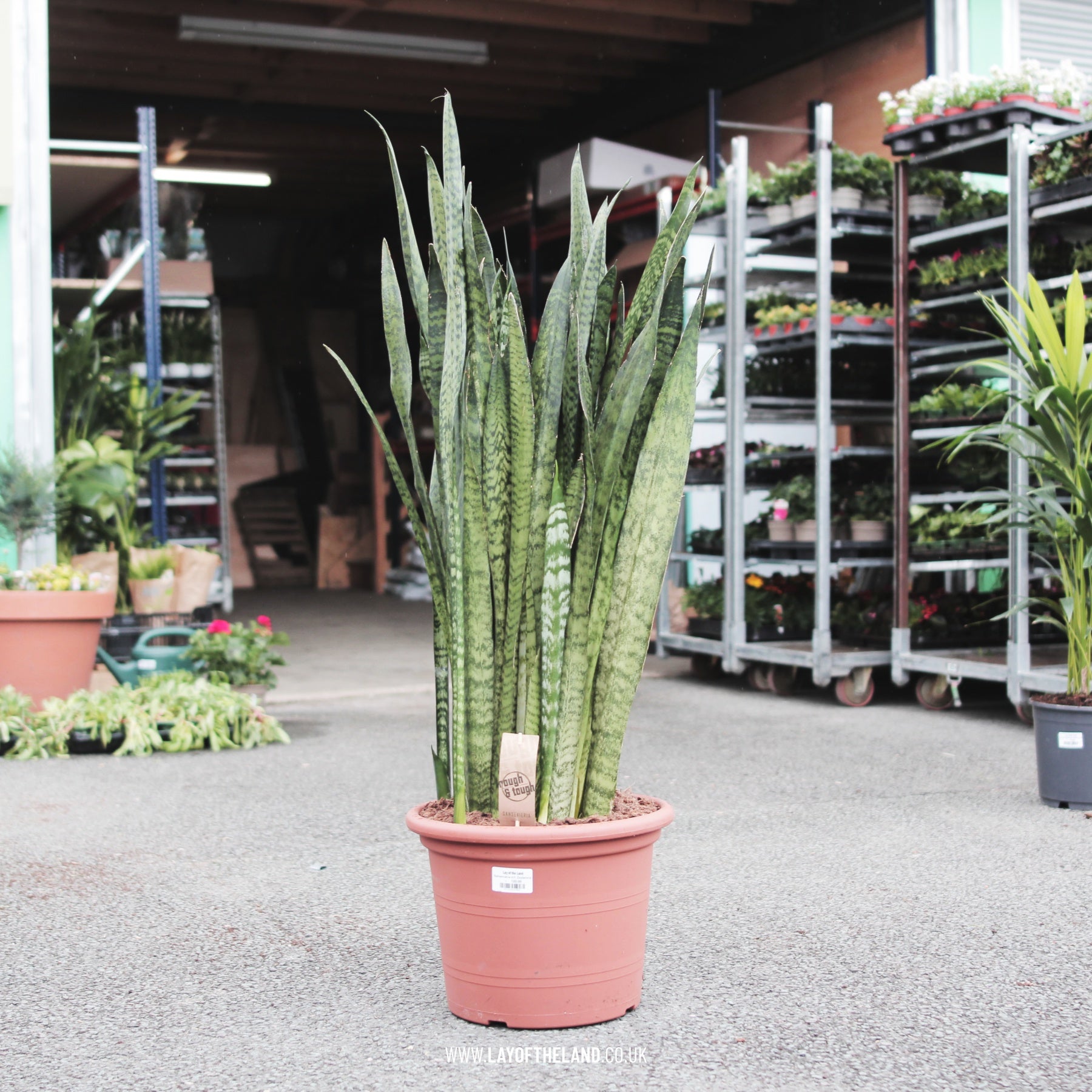 Sansevieria trifasciata 'Zeylanica' – Lay of the Land ltd