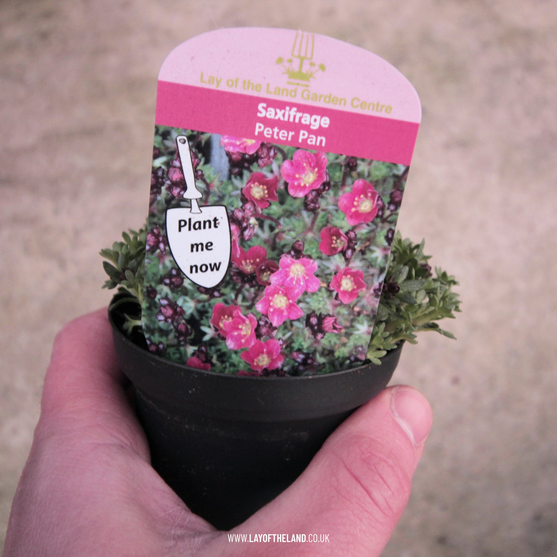 saxifraga peter pan plant Saxifraga Peter Pan – Lay of the Land ltd