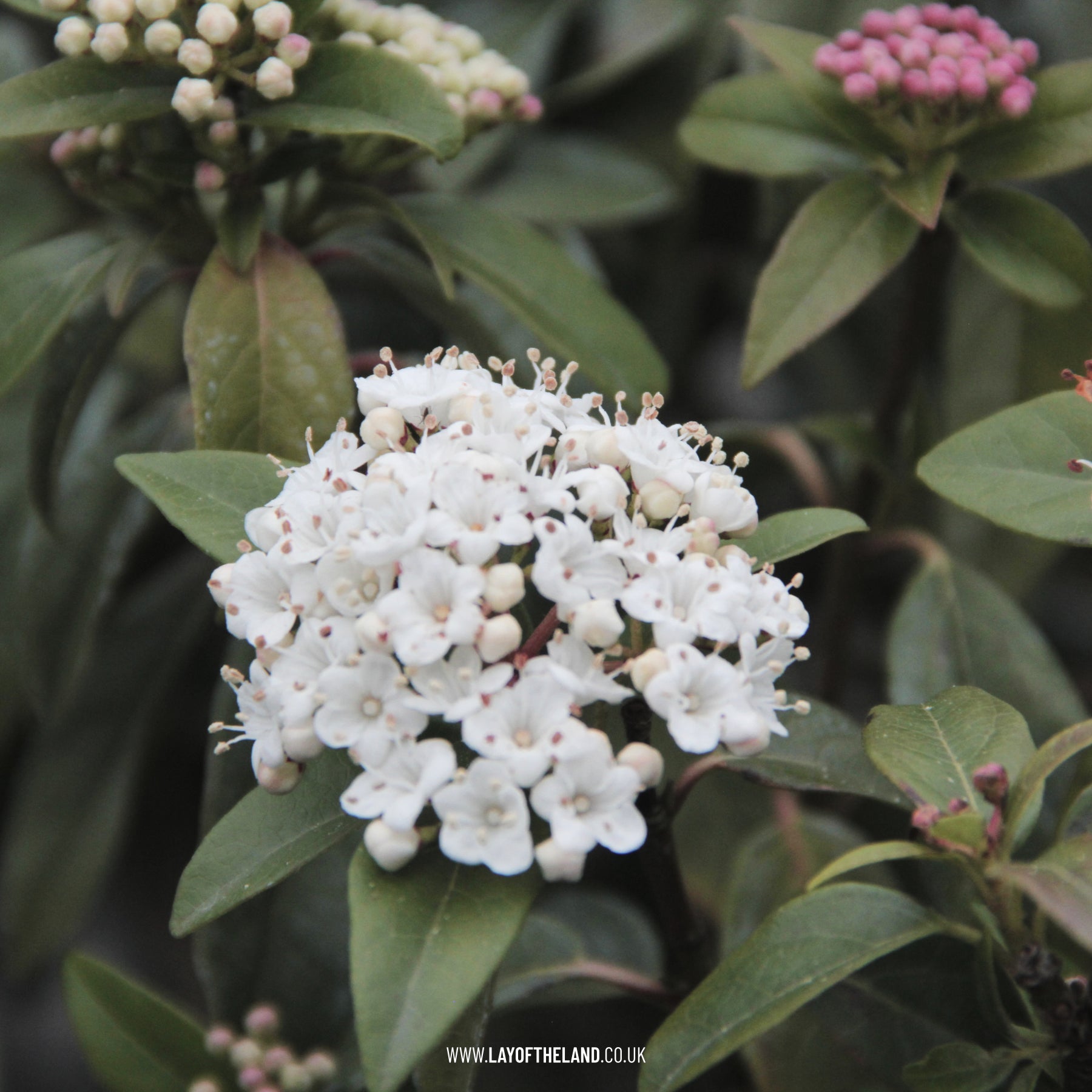 Viburnum tinus 'Gwenllian' – Lay of the Land ltd