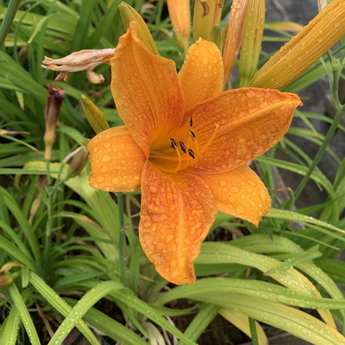 Hemerocallis 'Buzz Bomb' Lay of the Land Ltd