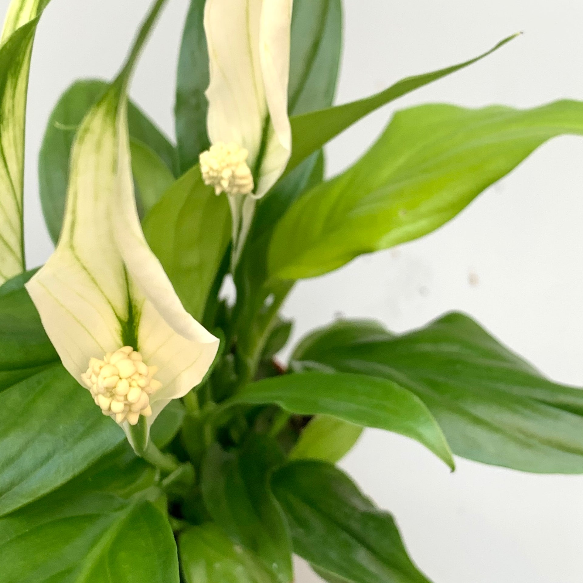 cupido peace lily Spathiphyllum Pearl Cupido 'Peace Lilly' – Lay of the Land ltd
