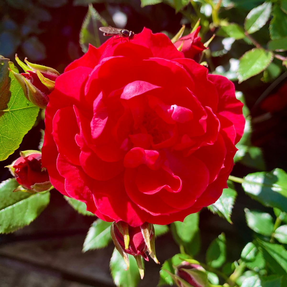 Patio Rose 'Raspberry Royale' – Lay of the Land Ltd